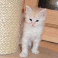 Turkish Angora vom Palaisgarden